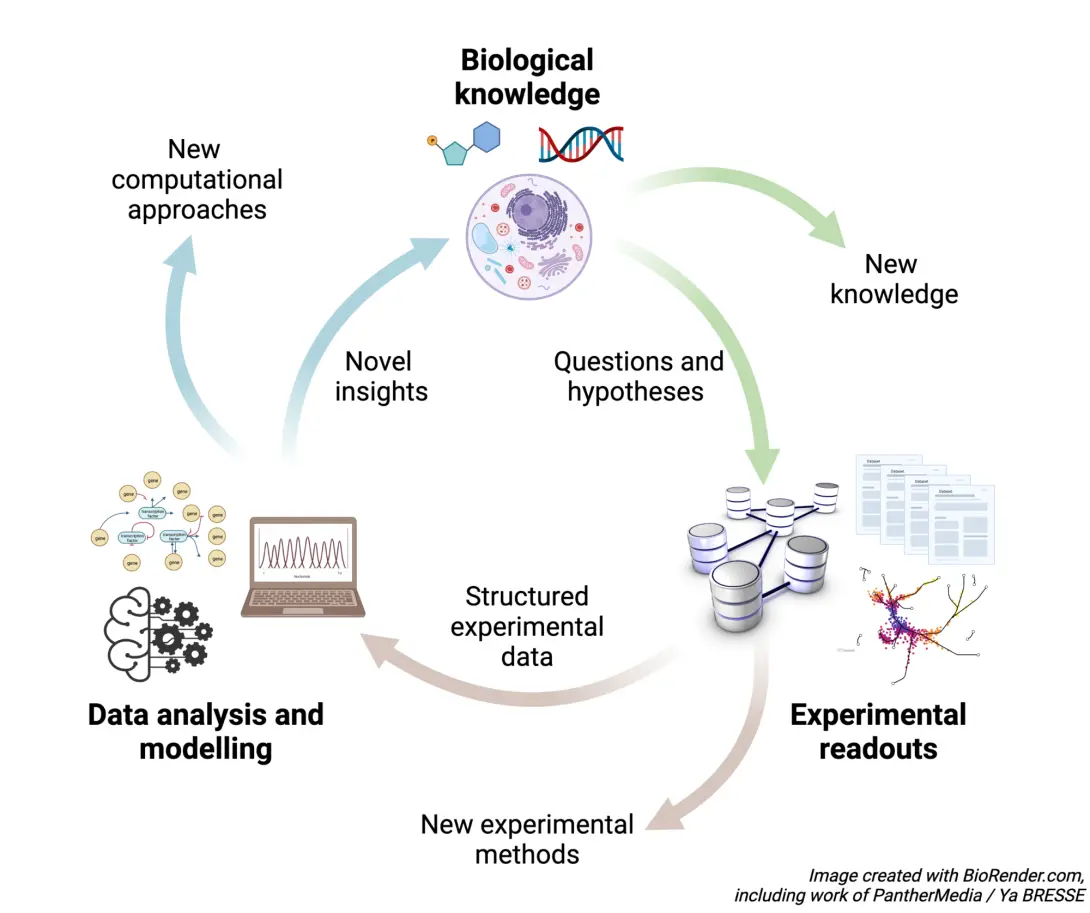 Systems biology aims to understand how biological functions emerge from interactions between the multiple components of living systems by modelling the (dynamics of) interactions and processes. It studies what makes the whole different from the sum of its parts. A key feature of systems biology is often the integration of data, which is often in large volumes and heterogeneous, at multiple scales, both in space and in time.