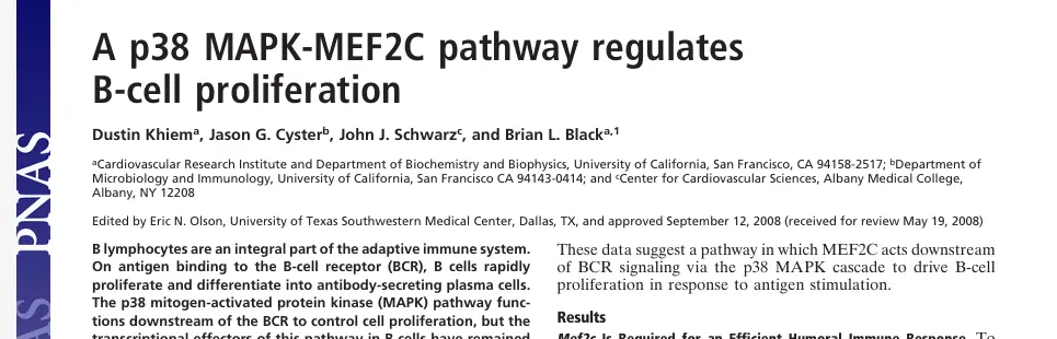 Blymphocytesareanintegralpartoftheadaptiveimmunesystem. On antigen binding to the B-cell receptor (BCR), B cells rapidly proliferate and differentiate into antibody-secreting plasma cells. The p38 mitogen-activated protein kinase (MAPK) pathway functions downstream of the BCR to control cell proliferation, but the transcriptional effectors of this pathway in B cells have remained elusive. In the present study, we inactivated Mef2c exclusively in B cells by conditional gene targeting in mice. Loss of MEF2C function resulted in a reduced immune response to antigen, defective germinal center formation, and a severe defect in B-cell proliferation, and we show that MEF2C regulates proliferation in response to BCR stimulation via the p38 MAPK pathway. p38 directly phosphorylates MEF2C via three residues in the C-terminal transactivation domain, establishing MEF2C as a direct transcriptional effector of BCR signaling via p38 MAPK.