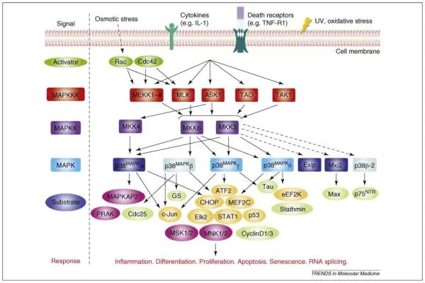 Schematic representation of the p38MAPKsignalling pathway. A variety of extracellular signals, such as cellular stresses and pro-inflammatory cytokines, can activate the p38MAPKpathway. These lead to the initiation of a three-tiered MAPK phosphorylation cascade in which MAPKKKs phosphorylate the p38MAPK-specific MAPKKs MKK3, MKK4 or MKK6. These subsequently phosphorylate four isoforms of p38MAPK (α, β, δ and γ) and three alternatively spliced variants of p38α and p38β: Mxi2, Exip (both p38α variants, dark blue boxes) and p38β2 (p38β variant, pale blue boxes). Of note, only ASK1 can activate MKK4, which specifically activates p38α, and MKK6 preferentially phosphorylates p38β. It is not known which MKKs phosphorylate the splice variants (dashed line). p38MAPK substrates can be isoform-specific or common to all isoforms. Substrates are coloured according to function: protein kinases (purple), transcription factors (orange) and cytosolic and nuclear proteins (green). Phosphorylated substrates go on to elicit varied biological responses that include inflammation, apoptosis, proliferation, cell-cycle regulation and differentiation. Dashed lines indicate potential links yet to be confirmed. Abbreviations: ASK1, Apoptosis signalling kinase 1; CHOP, CCAAT/enhancer-binding protein-homologous protein; GS, Glycogen synthase; MEKK, MEK kinase; MNK, MAPK interacting kinase; PRAK, p38-regulated/activated protein kinase; p75NTR: p75 neurotrophin; STAT1, signal transducer and activator of transcription 1; TAK1, transforming growth factor activated kinase 1; TAO, thousand and one amino acid kinase.
